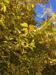 Ligustrum × vicaryi