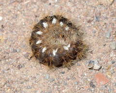 Carcinopyga proserpina