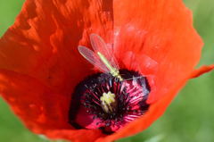 Papaver pavoninum