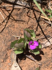 Polygala transvaalensis