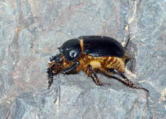 Ceratophyus mesasiaticus