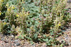 Scutellaria przewalskii