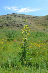 Verbascum songaricum