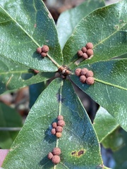 Atrusca carolina
