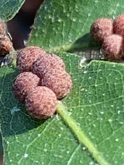 Atrusca carolina