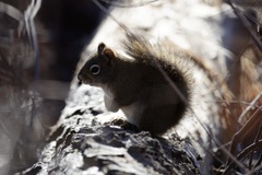 Tamiasciurus hudsonicus