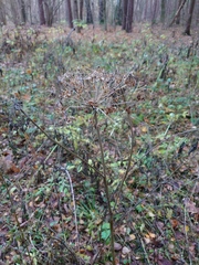 Angelica sylvestris