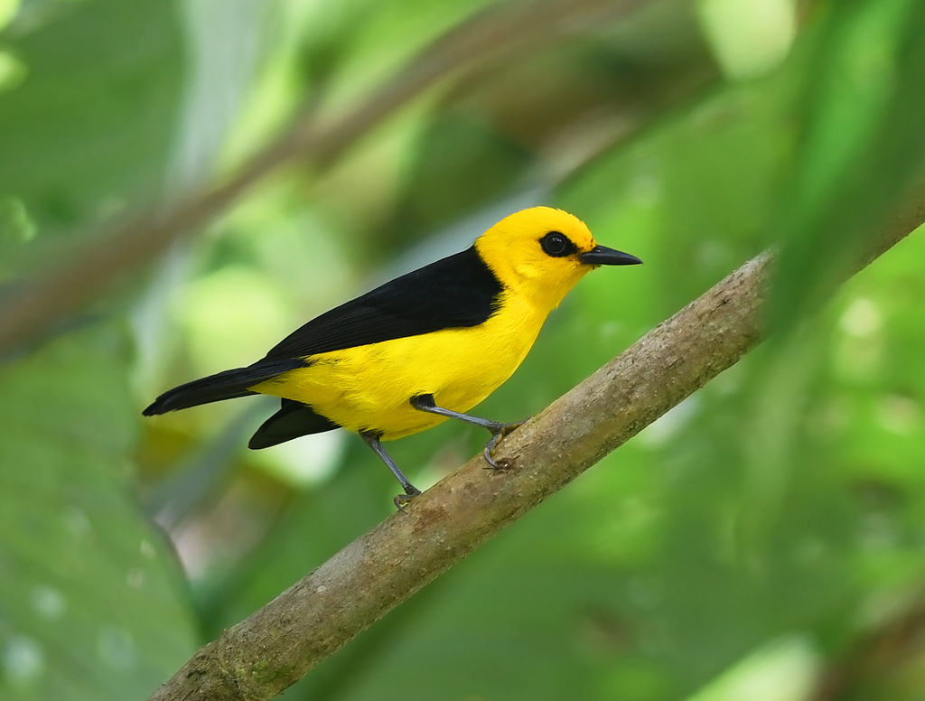 Black-and-yellow Tanager (Chrysothlypis chrysomelas)