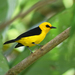 Black-and-yellow Tanager - Photo (c) Josh Vandermeulen, some rights reserved (CC BY-NC-ND), uploaded by Josh Vandermeulen