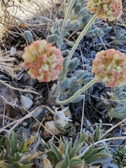 Eriogonum kingii