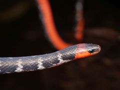 Atractus clarki