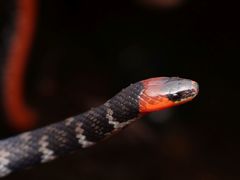 Atractus clarki