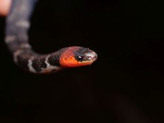 Atractus clarki