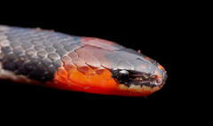 Atractus clarki