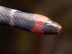 Atractus clarki