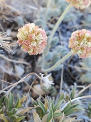 Eriogonum kingii