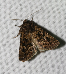 Ectopatria subrufescens