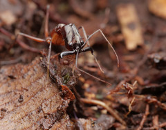 Labidus spininodis