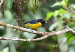 Euphonia anneae