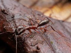 Labidus spininodis