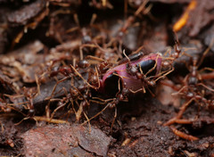 Labidus spininodis