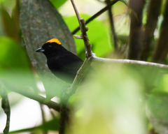 Tachyphonus delatrii