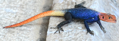 Agama planiceps
