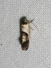 Eupselia holoxantha