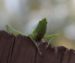 Neoconocephalus robustus