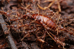 Labidus spininodis
