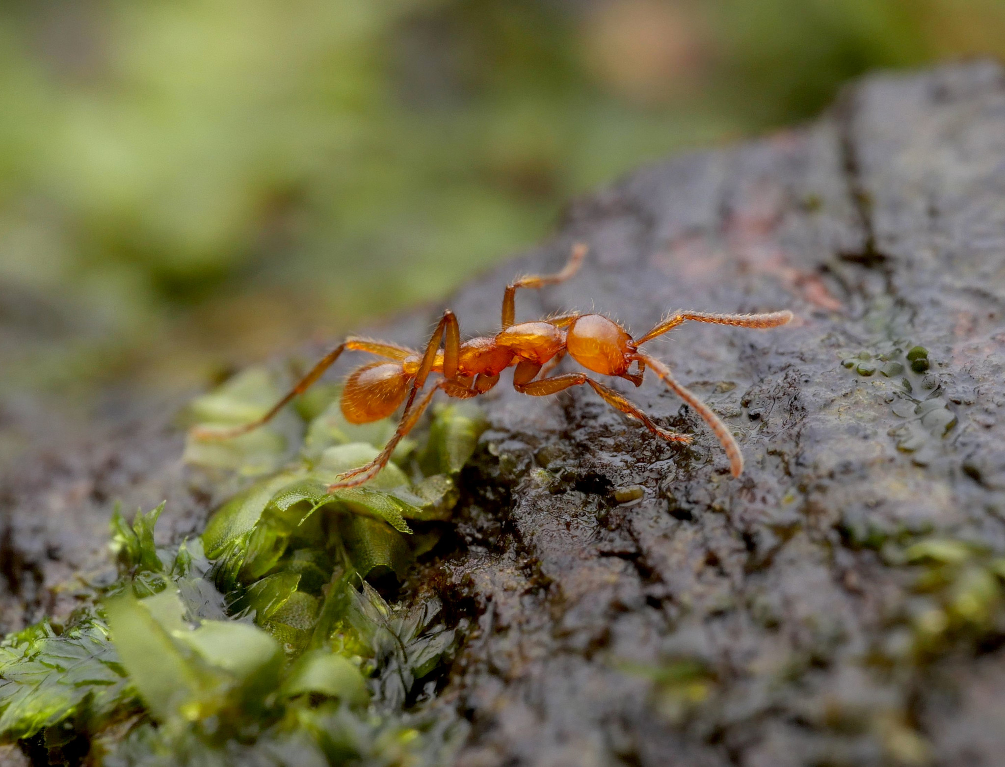 Neivamyrmex curvinotus