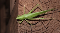 Neoconocephalus robustus