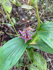 Tricyrtis formosana