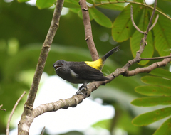 Heterospingus rubrifrons