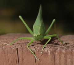 Neoconocephalus robustus