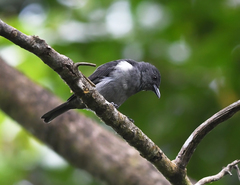 Heterospingus rubrifrons