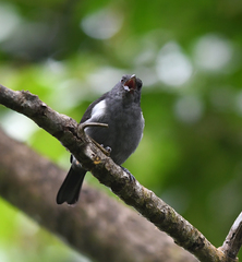 Heterospingus rubrifrons