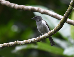 Heterospingus rubrifrons