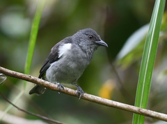 Heterospingus rubrifrons