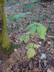 Rubus idaeus