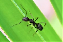 Camponotus socius