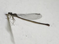Coenagrionidae