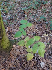 Rubus idaeus