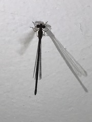 Coenagrionidae
