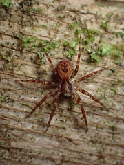 Dirksia cinctipes