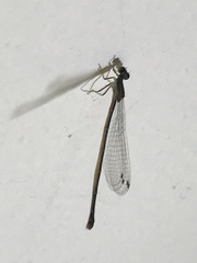 Coenagrionidae