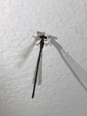 Coenagrionidae