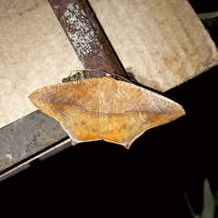 Prochoerodes onustaria