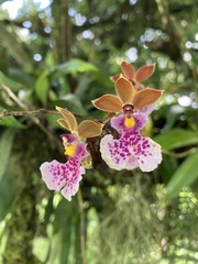 Caucaea