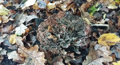 Podoscypha multizonata